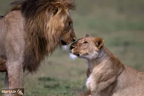 مستند حیات وحش؛ ماده شیر جوان رفت سراغ نقطه ممنوعه شیر نر و حسابی تنبیه شد