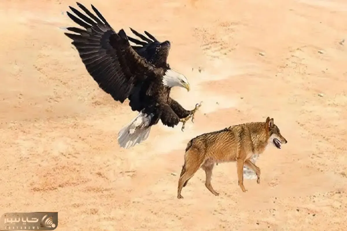 مستند حیات وحش؛ جدال ددمنشانه عقاب و گرگ برای بقا در کویر