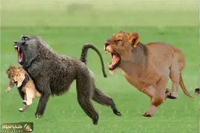 بدایع جیات وحش/ بابون شجاع در مقابل شیرها شیر شکارش رو از روی درخت به دهان گرفته