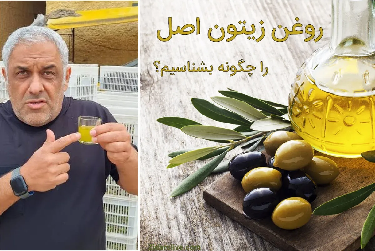 تشخیص روغن زیتون اصل با محمود حقیقی