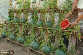 کاشت و برداشت خانگی؛ با این روش هندوانه بکار تضمینی قرمز و شیرین میشه