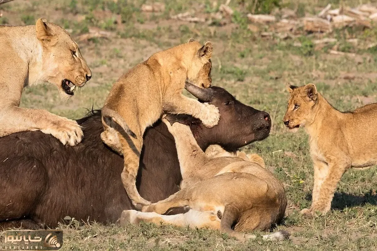 شیر ها با توله هاشون گله ای ریختن سر بچه بوفالو؛ ناله هاش ناجووور دل میسوزونه