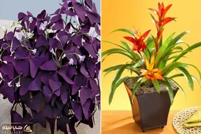 اگه تو خونه الکی بحث و دعوا میشه و زود چشم میخوری اینا ماله توئه / گیاهان رفع چشم زخم
