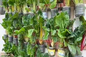 کاشت و برداشت خانگی؛ بطری های پلاستیکی آب معدنی رو دور ننداز توش سبزی بکاری عالی میشه