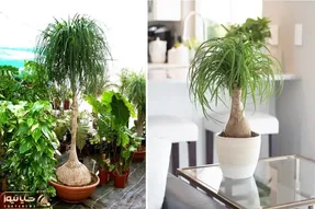 راهنمای نگهداری از گیاه لیندا / نکات مهم برای رشد و زیبایی این درختچه زیبا