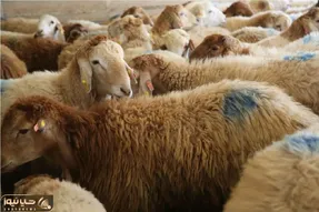 قیمت دام زنده امروز ۱۹ اردیبهشت ۱۴۰۵ + جدول