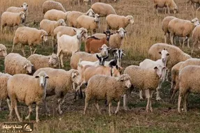 بازی فکری؛ باید خیلی تیزبین باشی تا بتونی گرگ استتار کرده بین گوسفندارو پیدا کنی