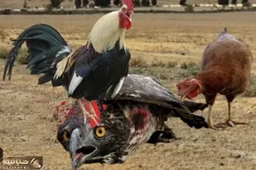 مستند حیات وحش؛ خروس دلیر کاری کرد عقاب دیگه هیزی نکنه