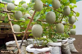 کشاورزی نوین؛ نحوه کاشت طالبی توی گونی با نصب داربست