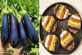 طرز تهیه کشک و بادمجان خیلی خوشمزه / طعم عالی یه غذای اصیل و سنتی با ظاهری متفاوت