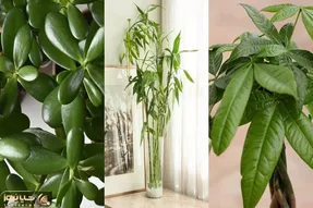 گیاهان آپارتمانی خوش یمن / نگهداری از اینا شگون داره دست خوشبختی رو میگیرن میارن خونت