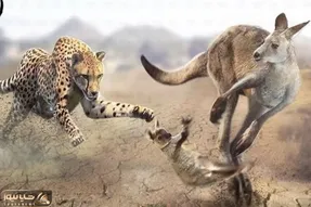 مستند حیات وحش؛ در نبرد ببر و کانگورو مشت زن چه کسی پیروز است؟