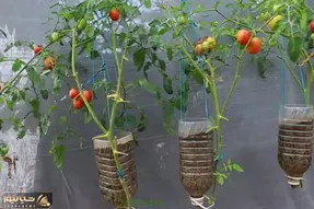 کشاورزی خلاقانه؛ باغچه نداری بطری های پلاستیکی آب معدنی رو سر و ته کن توش گوجه بکار