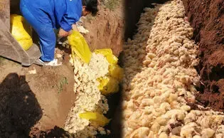 (ویدیو) ماجرای جنجالی معدوم سازی جوجه یکروزه؛ معدوم‌سازی عادی است!