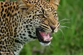 جغد بخت برگشته اصلا نفهمید چجوری افتاد به دام پلنگ / چه دلخراش پراشو میکنه