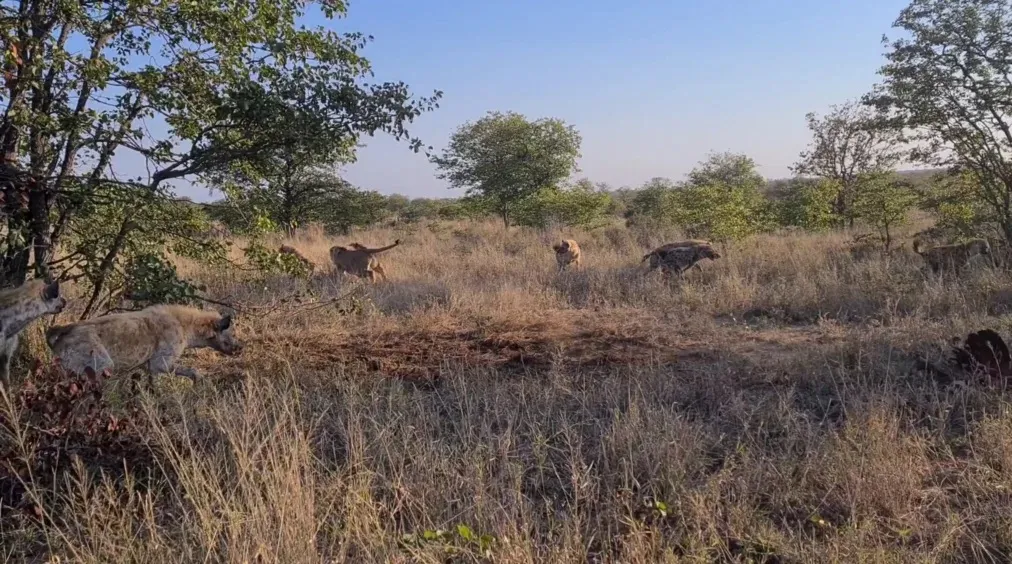 Lioness Surrounded By Hyenas Keeps Eating Lioness Surrounded By Hyenas Keeps Eating