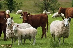 قیمت دام زنده امروز 20 اردیبهشت ۱۴۰۵ + جدول