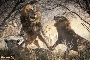 4 تا شیر جلو چشم گردشگرا افتادن به جون یه شیر دیگه / چه بدجور گازش میگیرن دادش رفت هوا
