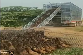 دامداری نوین؛ اردکا رو مثل بچه مدرسه ایا صف کردن سوار ماشین شن بردن خورشتی خرد کردن