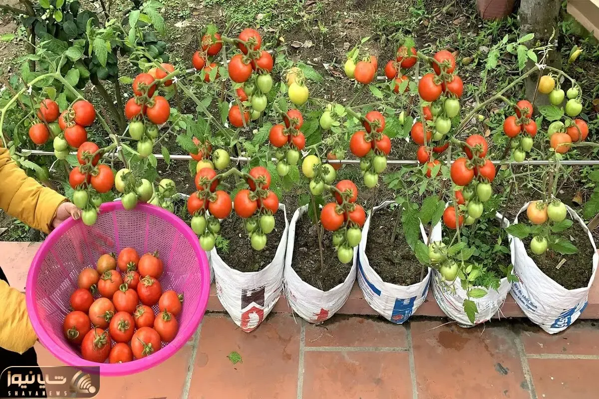 کاشت و برداشت خانگی؛ باغچه نداری بیخیال مهم نیست که تو گونی گوجه فرنگی بکار محشر میشه
