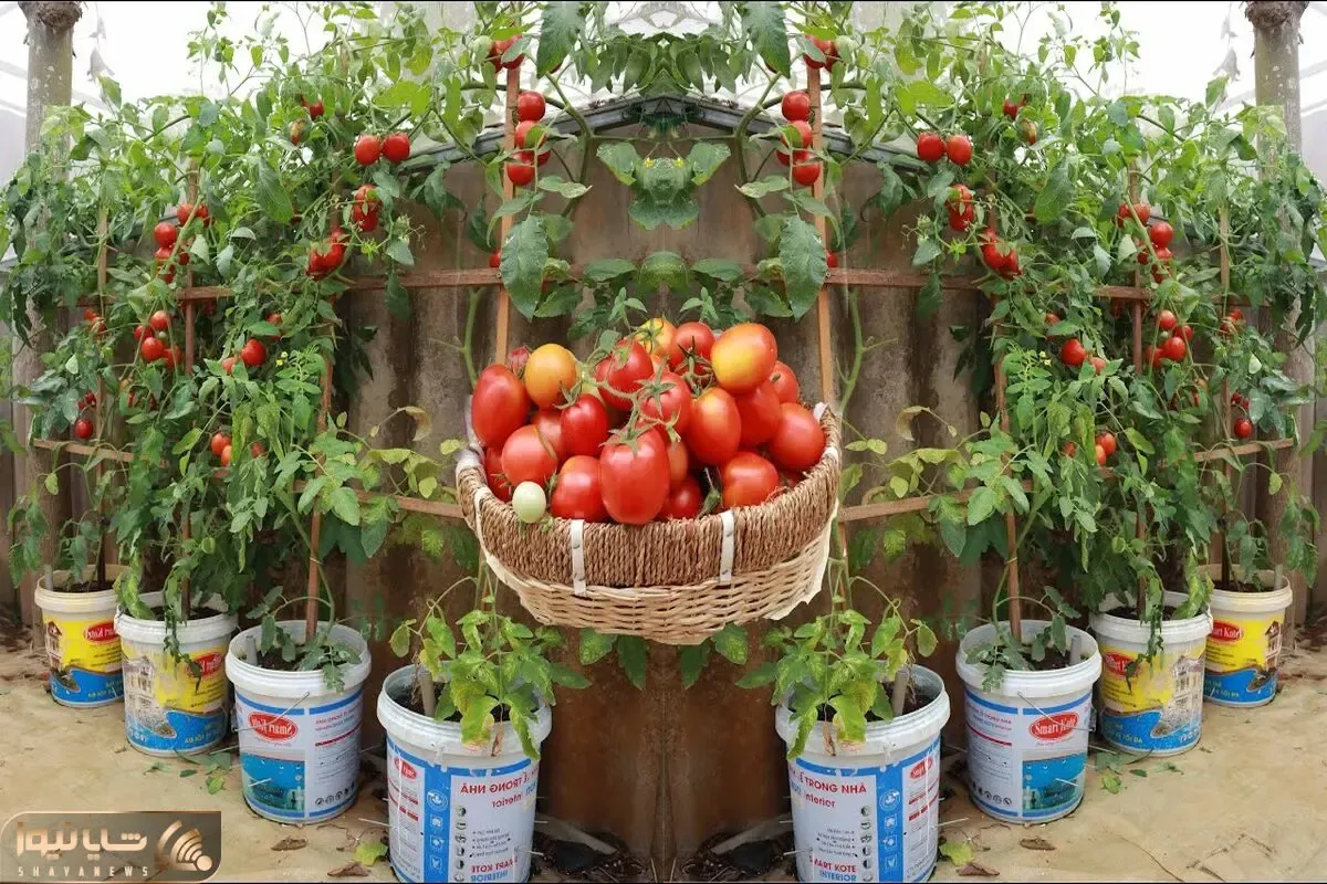 کشاورزی خلاقانه؛ آقا خونش باغچه نداره تو سطل های رنگ گوجه فرنگی کاشته محشر