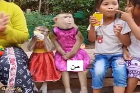 آواز شاد؛ میمونو برق گرف شروع کرد رگباری دست زدن و رقصیدن عمرا ببینی خنده اتو نگهداری