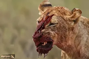 نارام زیان؛ اسب آبی سفاک به گله شیر شقی حمله کرد کفتار نالوتی صورتشو چاک داد
