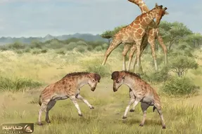 راز بقا؛ کفتار پیش قاضی ملق بازی کرد با پاهای زرافه کفتار وحشت کرد