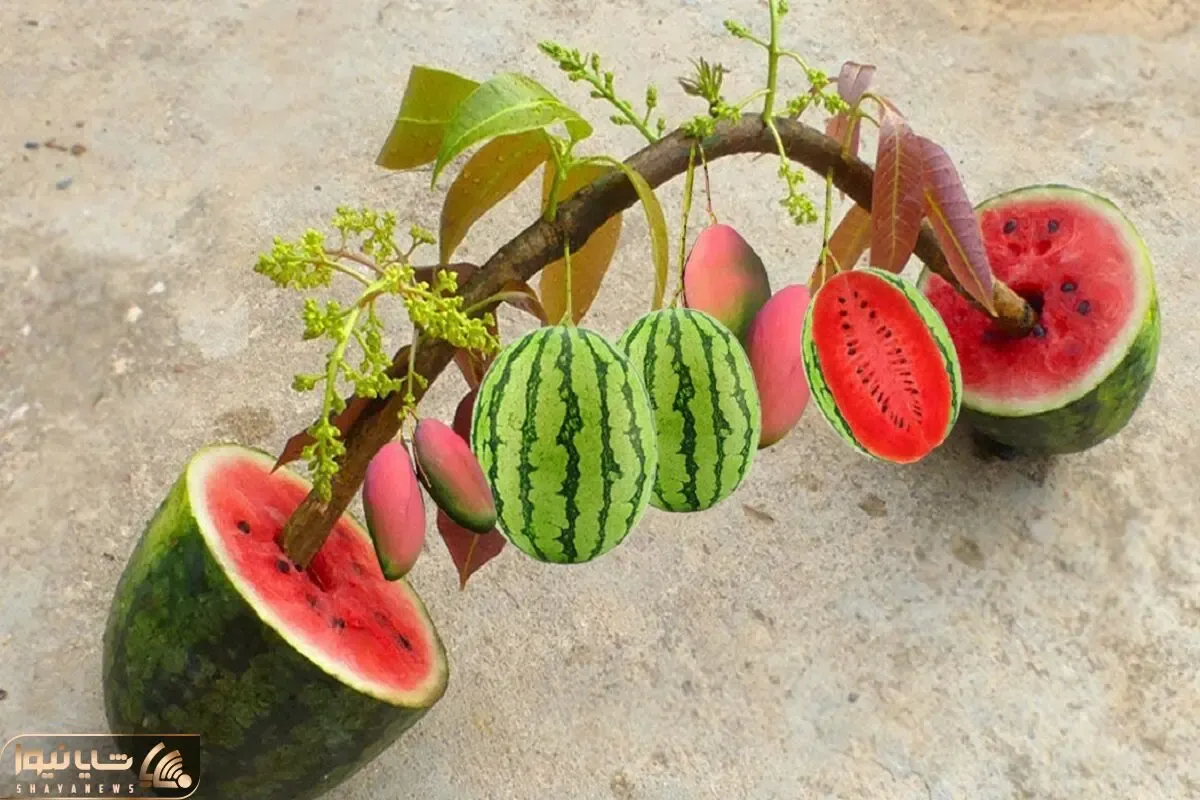 کاشت و برداشت خانگی؛ درخت انبه رو تو هندونه بکاری هم میتونی انبه درو کنی هم هندونه