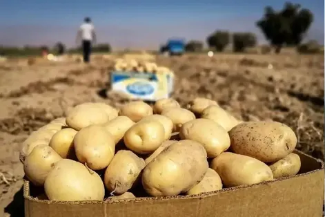 قیمت هر کیلو سیب زمینی یکشنبه ۲۹ شهریور در بازار چند؟