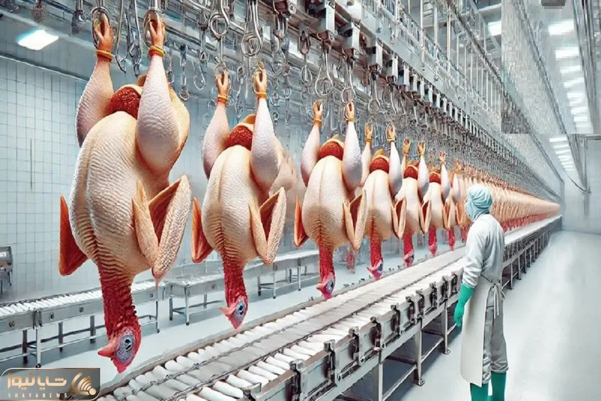 فرآوری مرغ؛ مرغ سفید تپلی و از پا آویزون کرد پرشو کند شست برای بریونی شدن