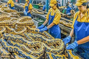 فرآوری مار؛ توی این مزرعه پوست پیتون های غول رو واسه پختن غذای چندش عین خیار میکنن
