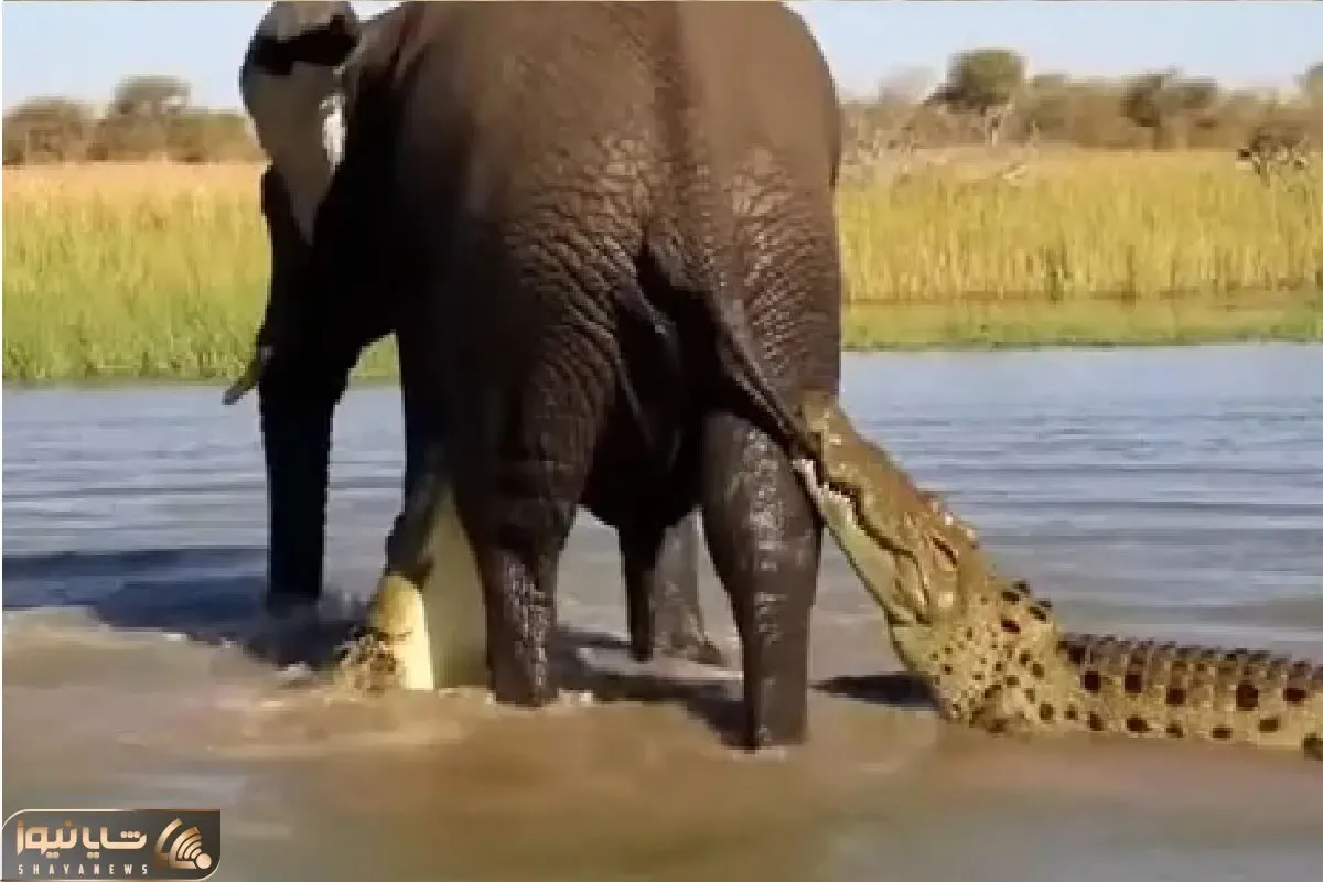 مستند حیات وحش؛ فیل تازه‌زا مقابل کمین کروکودیل‌ها