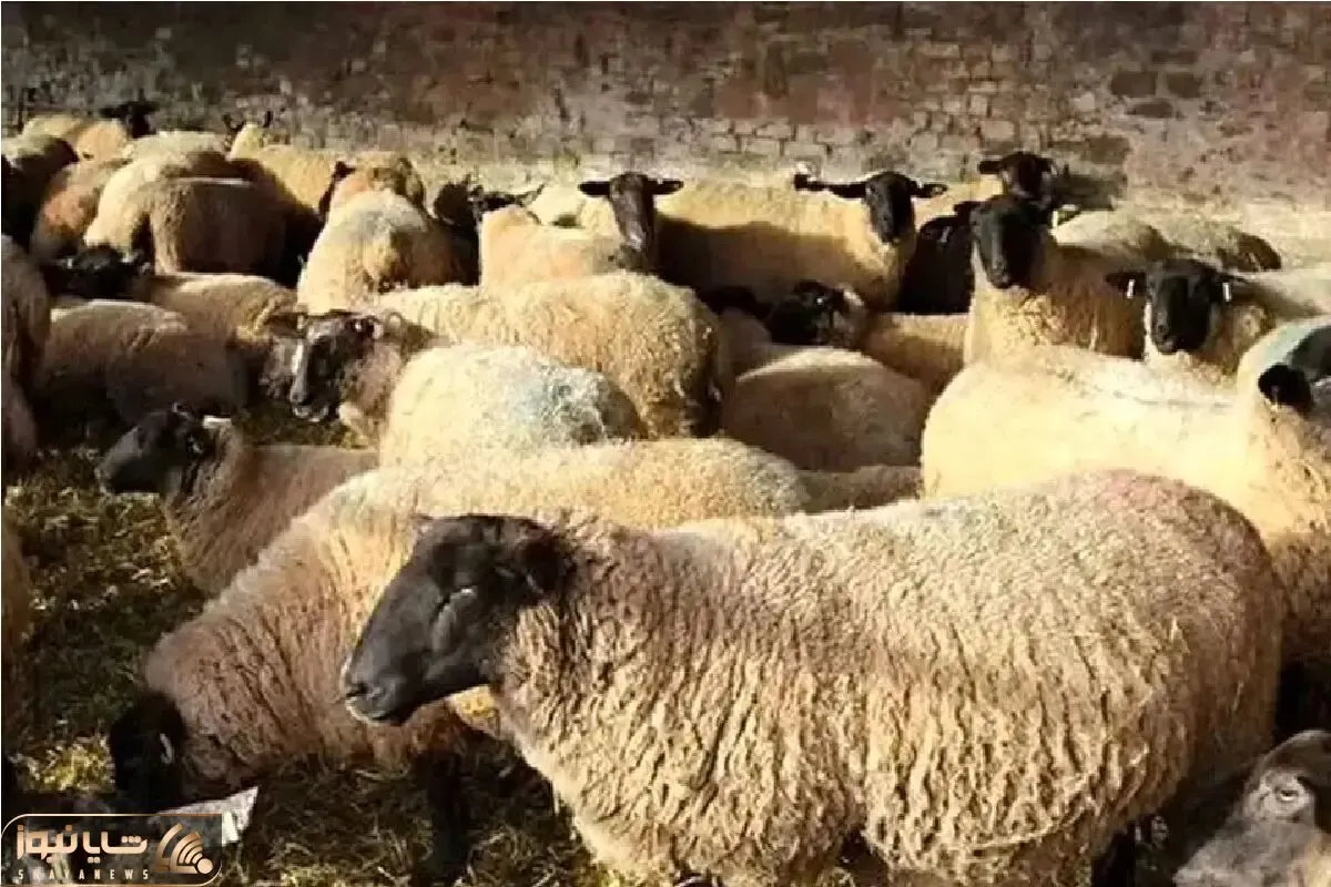 قیمت دام زنده امروز ۲۴ اردیبهشت ۱۴۰۵ + جدول