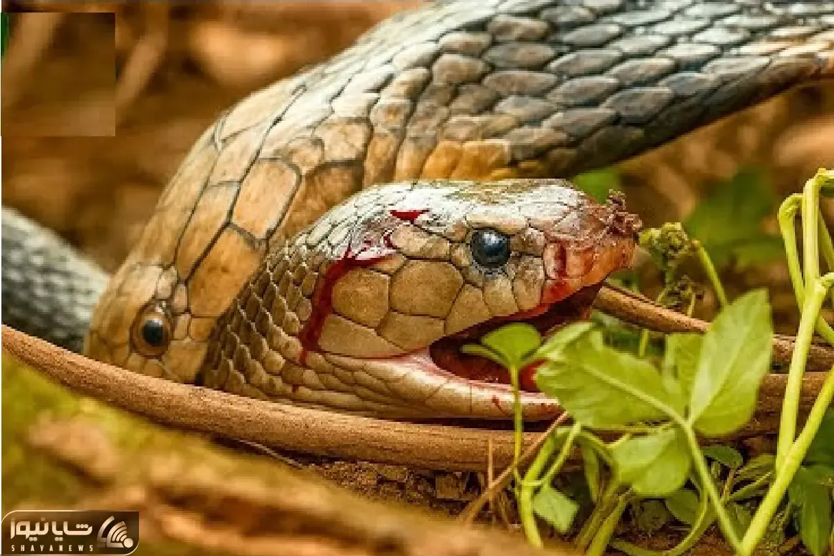 مستند حیات وحش؛ هم نوع خواری مارها برای بقا