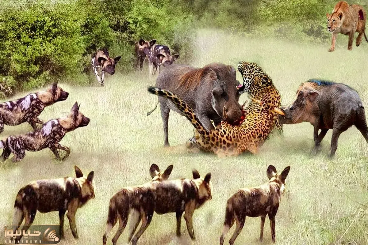 شاهکار حیات وحش؛ گرازهای بدسگال پلنگ زخمی دوره و شرحه اش کردن دادن شیر بخوره