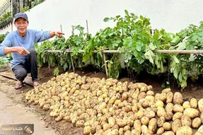 کاشت و برداشت خانگی؛ گوشه دیوار باغچه درست کرده توش سیب زمینی کاشته یه خروار درو کرده