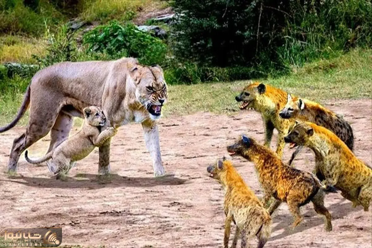 از جذابیت های حیات وحش؛ حمله کفتارهای نامرد به ماده شیر بلافاصله بعد زایمانش!