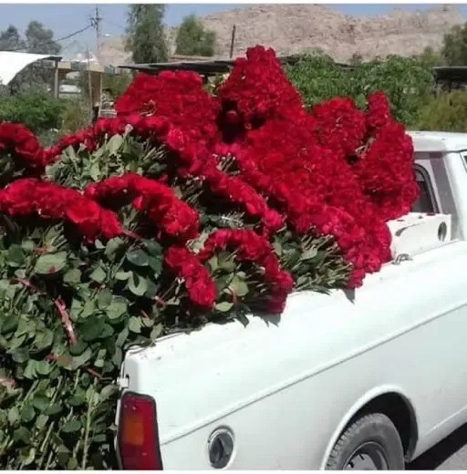 (ویدیو) ماجرای یک میلیون گل رزی که به عنوان مهریه پرداخت شد!