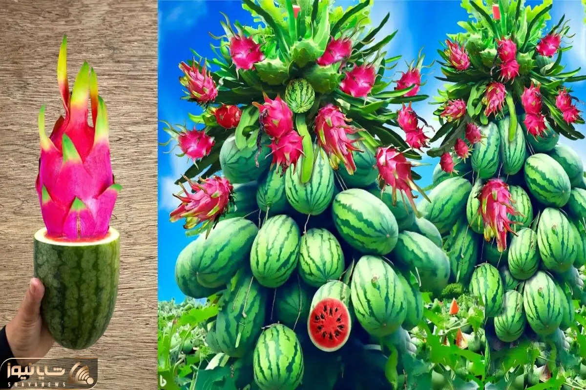 کشاورزی نوین؛ با کمک تخم مرغ و ژل آلوئه ورا هندوانه اژدهایی کشت کردن تماشایی