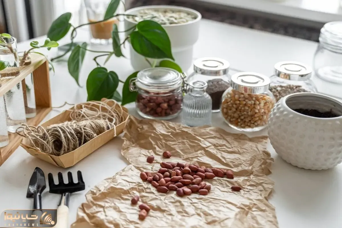 کاشت و برداشت خانگی؛ اینجوری تو خونه بادام زمینی بکارید تا واسه آجیل عید لنگ نمونید