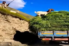 دامپروری نوین؛ بز چوپانش رو به کامیون یونجه فروخت