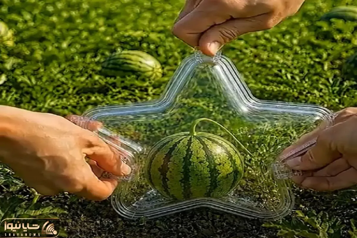 کشاورزی نوین؛ هندونه رو وقتی خیلی ریز بود انداختن تو قالب ستاره ای تحویل گرفتن