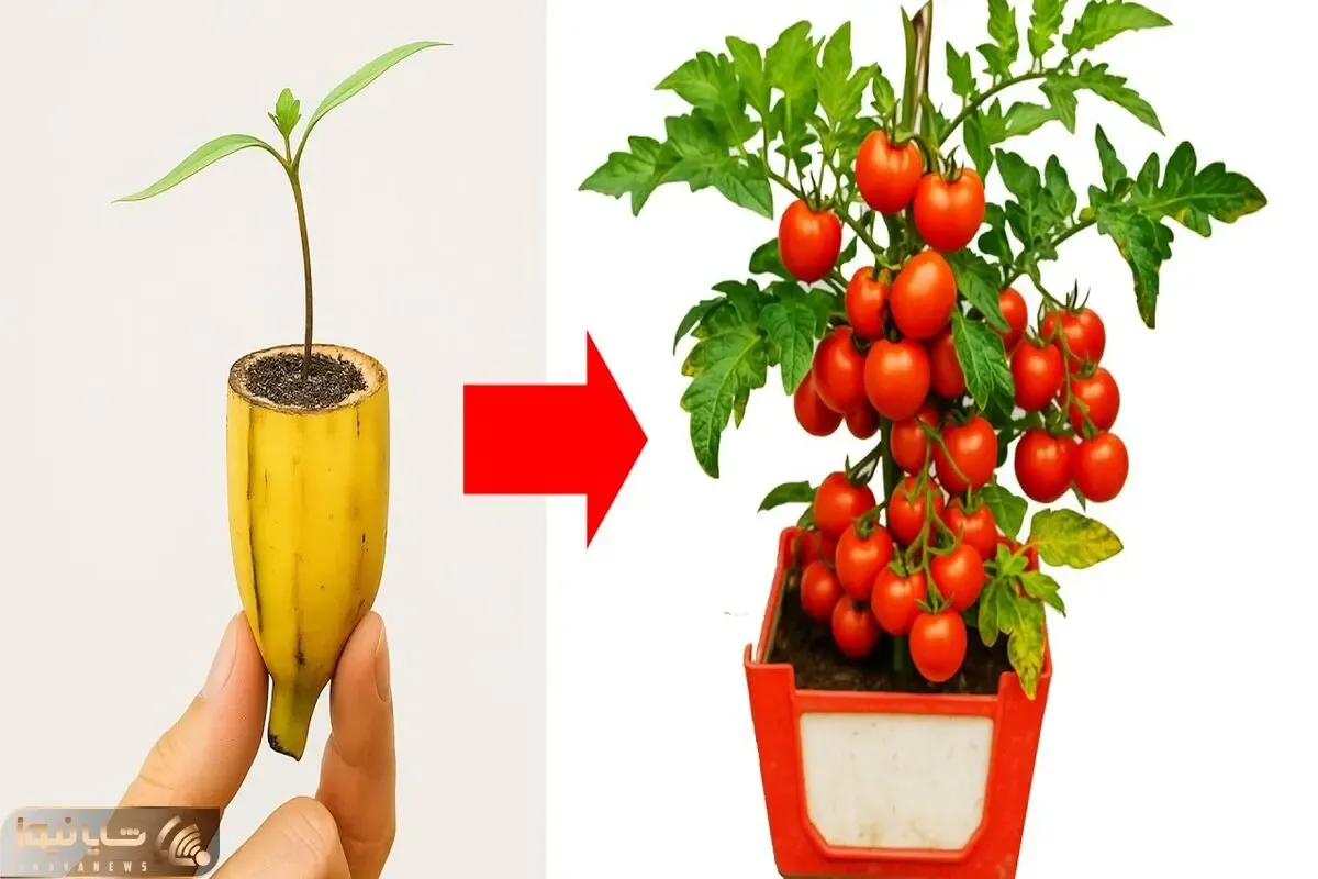 کشاورزی نوین؛ دونه های گوجه رو توی موز کاشته یه درختچه شده کلی گوجه ازش آویزون