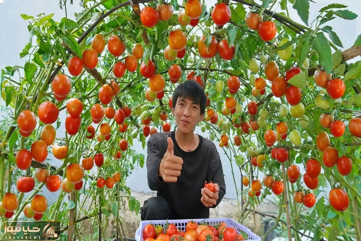 کشاورزی خلاقانه؛ میخوای گوجه فرنگی بکاری روی زمین نکار داربست بزن عالی میشه