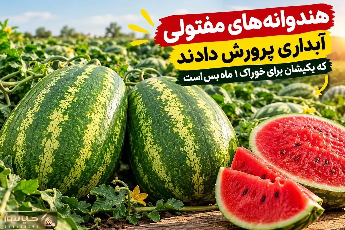 (ویدیو) چنان هندوانه های مفتولی آبداری پرورش دادند که یکیشان برای خوراک 1 ماه بس است