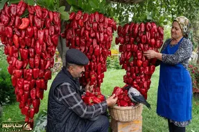 کاشت و برداشت خانگی؛ با فلفل دلمه ای هایی که عین خوشه انگور از درخت آویزونن چی پختن