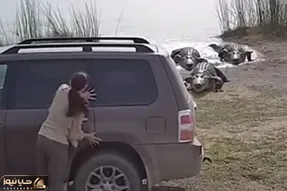 معماری طبیعت؛ زنه عقل نداره راحته