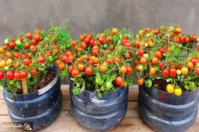 کاشت و برداشت خانگی؛ تو بطری آب سردکن گوجه کاشته خرواری محصول داده