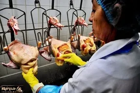 اقدام تکان دهنده یک مزرعه پرورش غاز گوشتی در مبتلا کردن غاز ها به بیماری کبد چرب